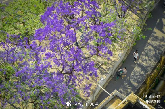 昆明信息港微博