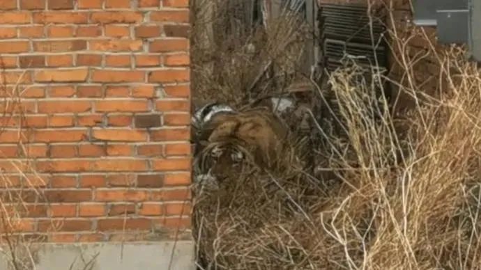 春城晚报(微信)