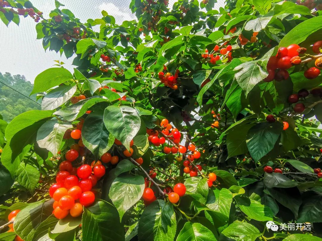 红河日报(微信)