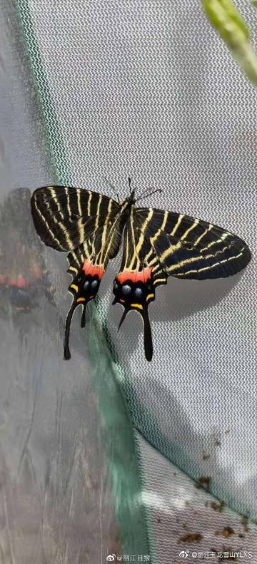 丽江玉龙雪山YLXS微博