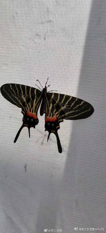 丽江玉龙雪山YLXS微博