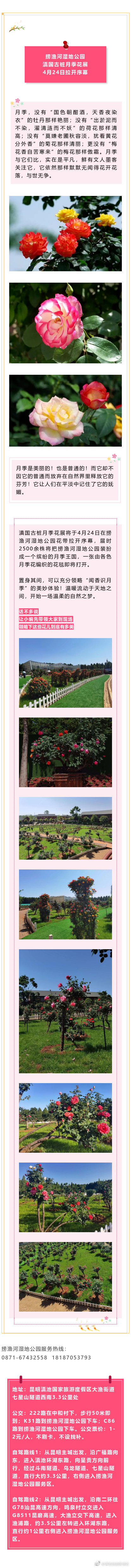 捞渔河湿地公园滇国古桩月季花展4月24日拉开序幕