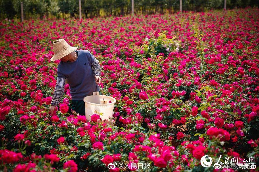 “呈贡发布”微博