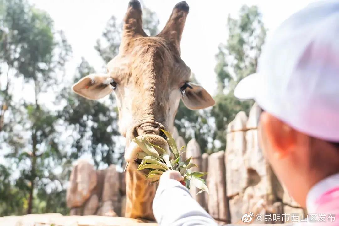 “昆明市西山区发布”微博