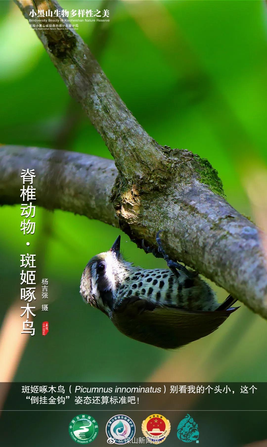 龙陵发现啄木鸟科鸟类新记录——斑姬啄木鸟