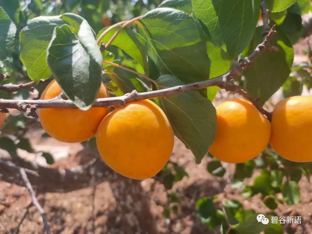 东川发布(微信)