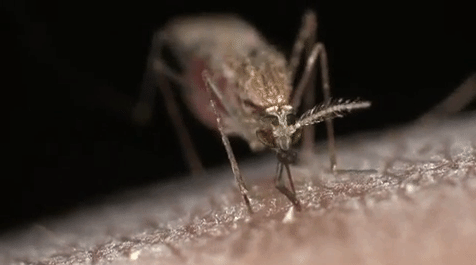 春城晚报(微信)