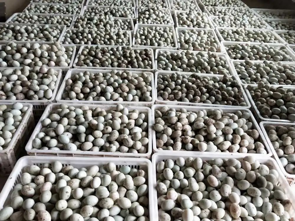 红河日报(微信)