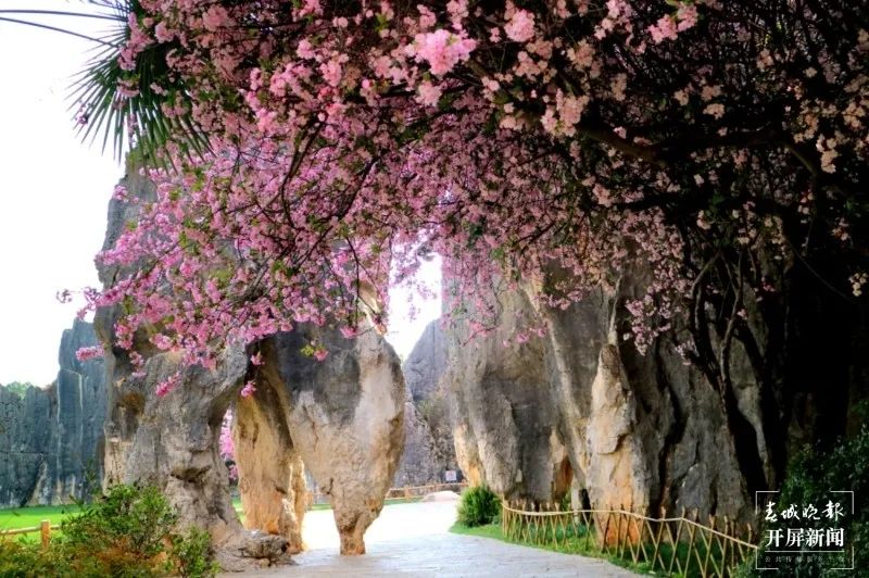 春城晚报(微信)