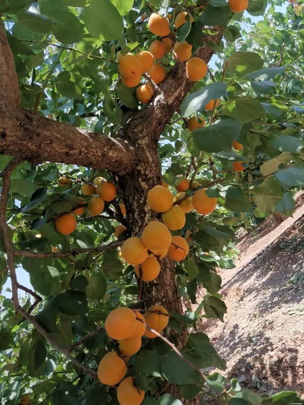 东川发布(微信)