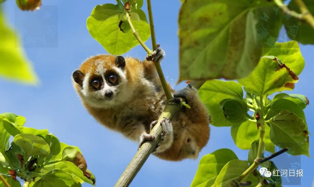 红河文旅(微信)