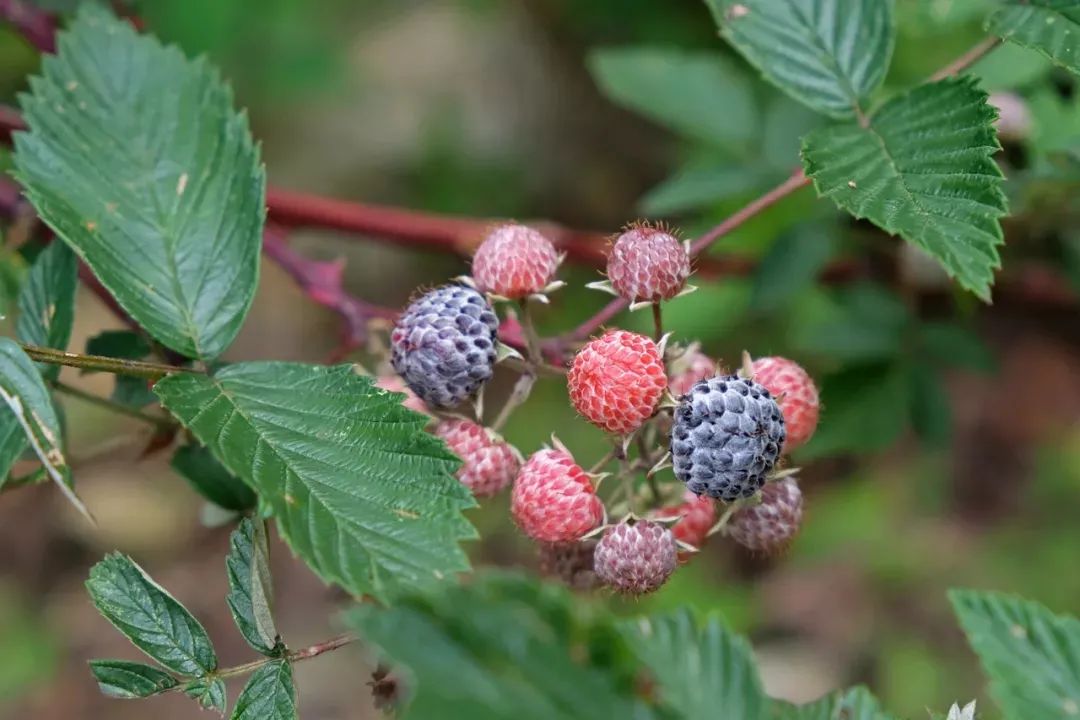 红河文旅(微信)
