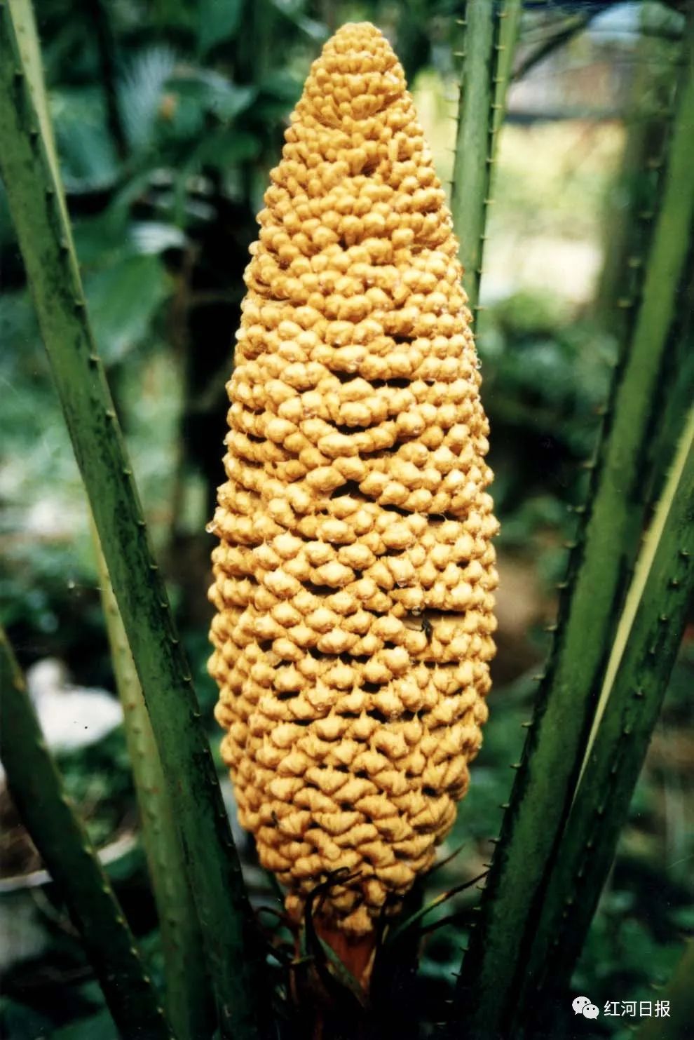 红河文旅(微信)