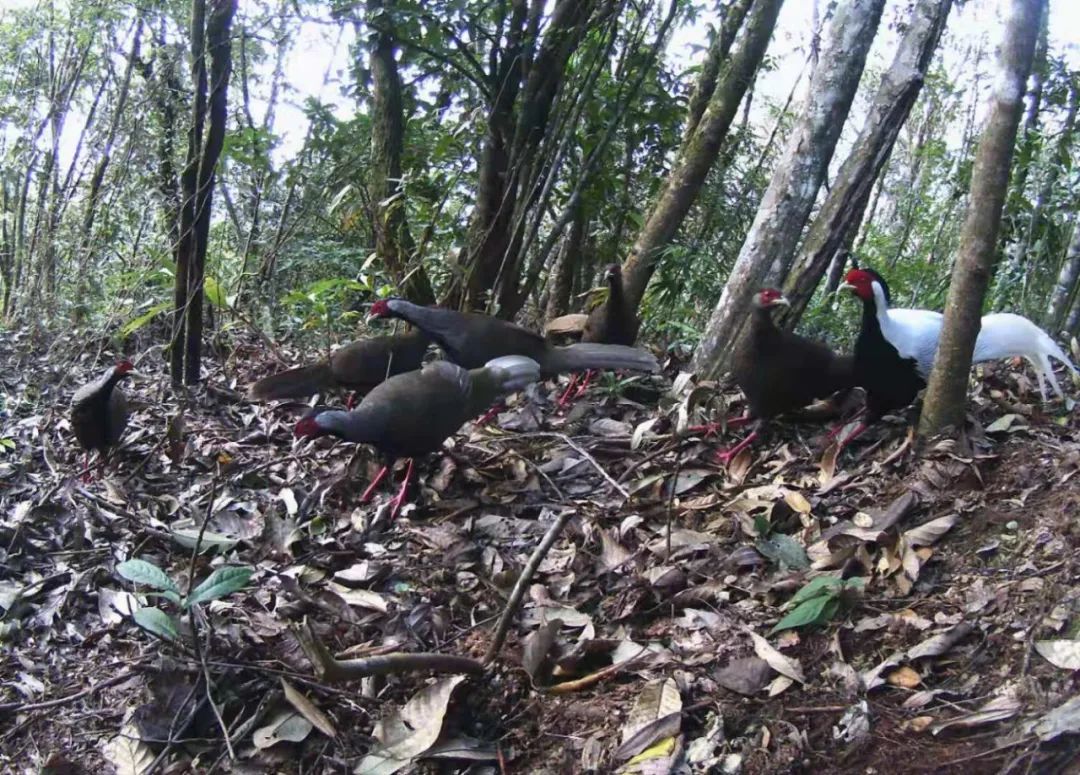 红河文旅(微信)