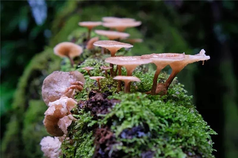 红河文旅(微信)