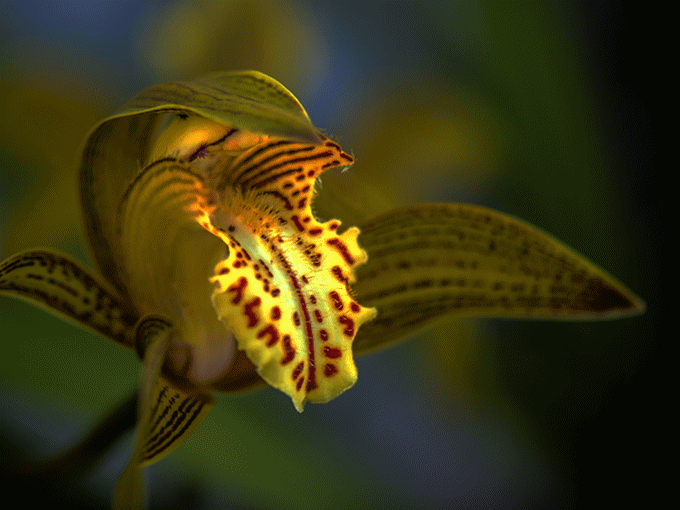 红河文旅(微信)