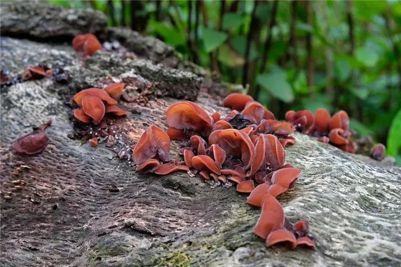 红河文旅(微信)