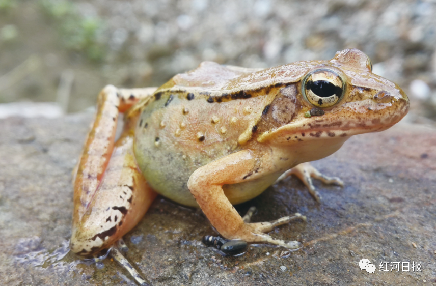红河文旅(微信)