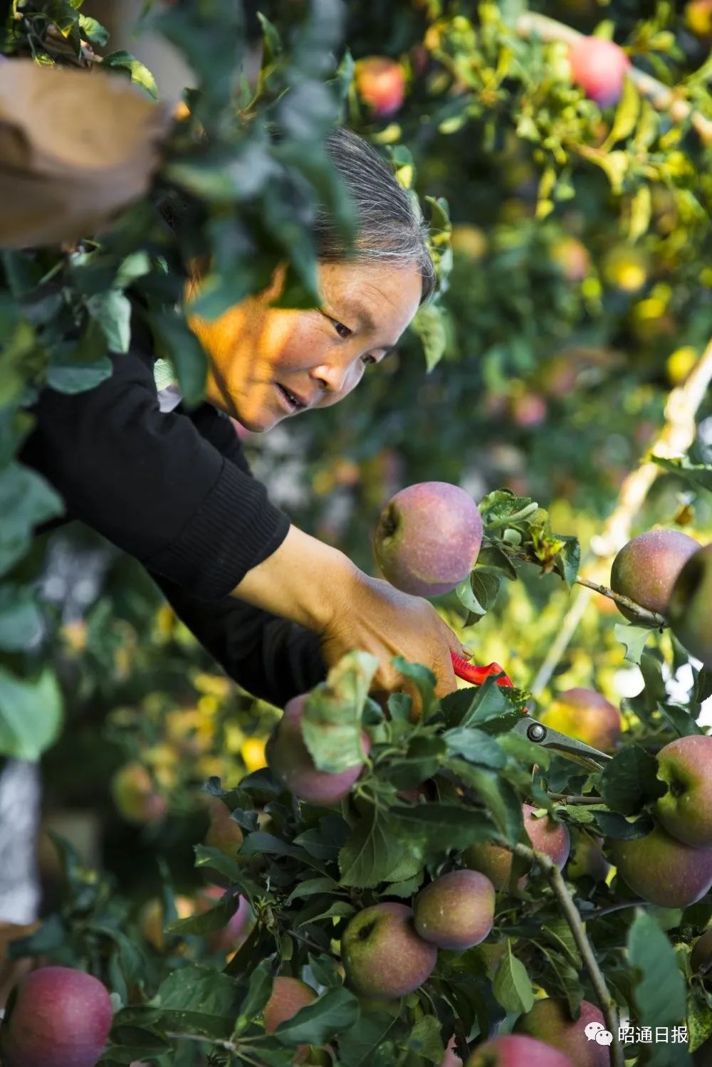 昭通日报(微信)