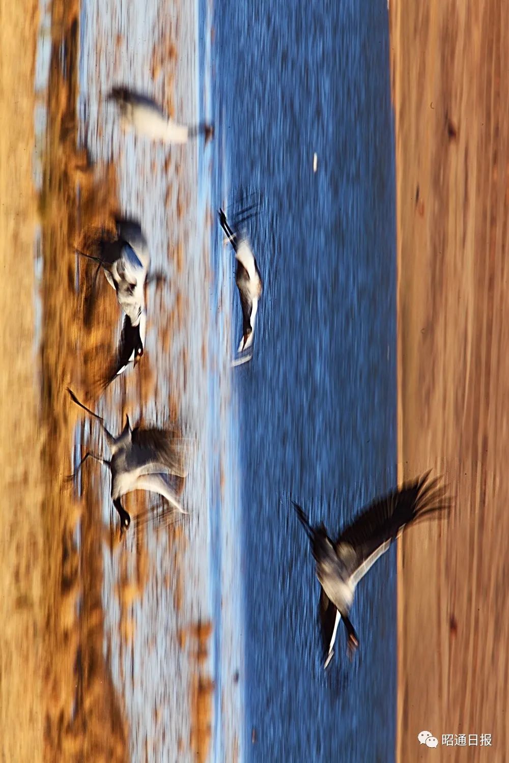 昭通日报(微信)