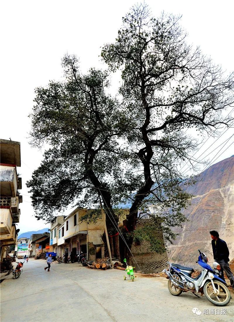 昭通日报(微信)