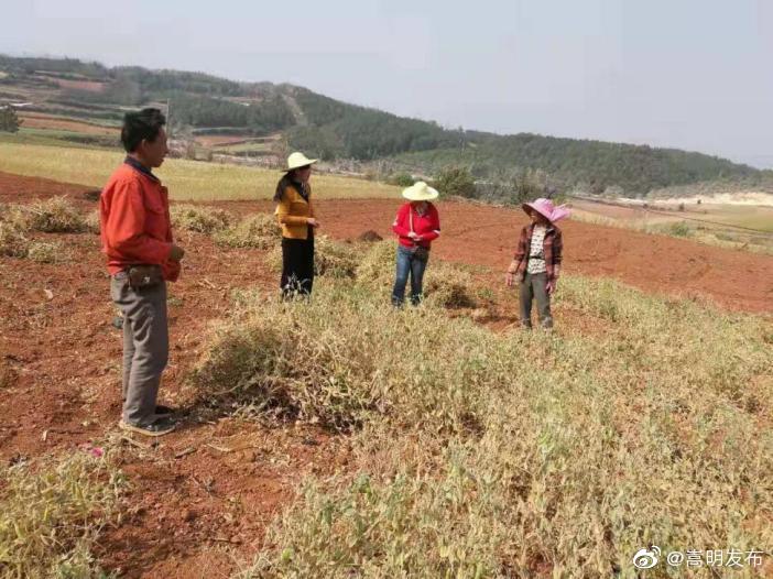 嵩明县农业农村局调研2021年粮食生产