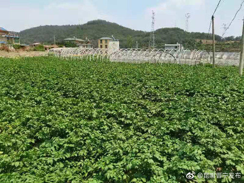 “昆明晋宁发布”微博