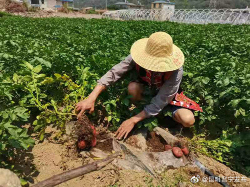 “昆明晋宁发布”微博