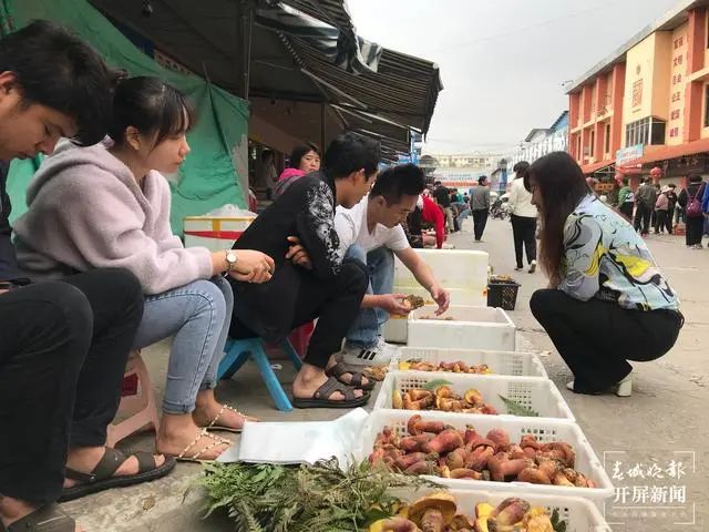 春城晚报(微信)