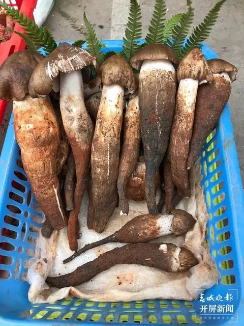 春城晚报(微信)