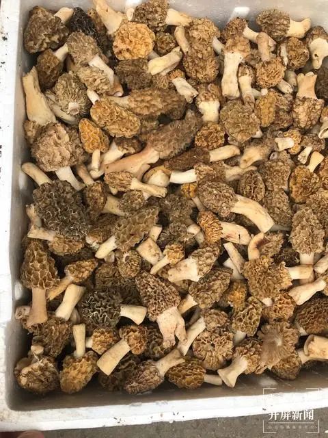 春城晚报(微信)