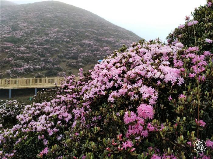 昆明发布(微信)