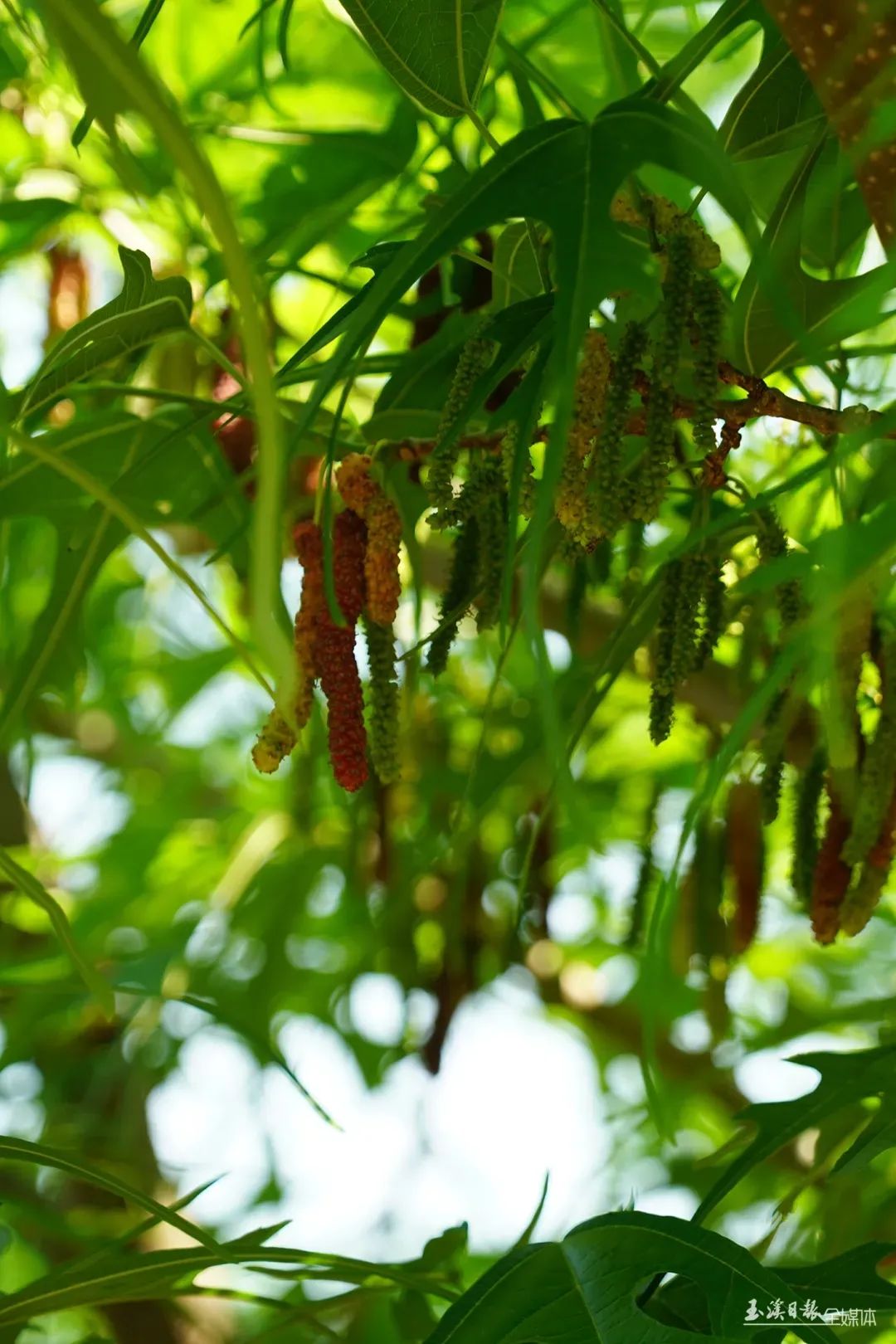 玉溪发布(微信)