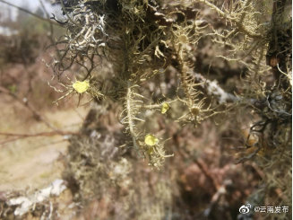 “云南发布”微博