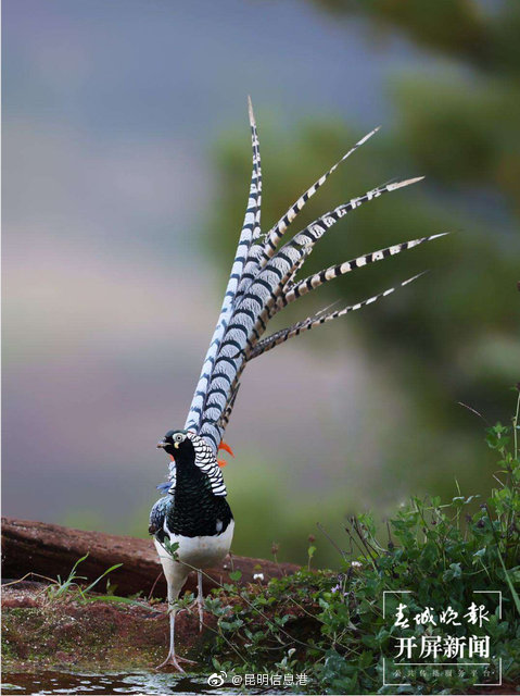 昆明信息港微博
