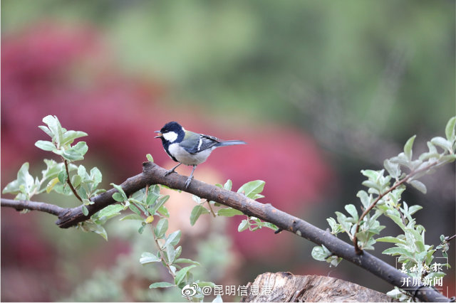 昆明信息港微博