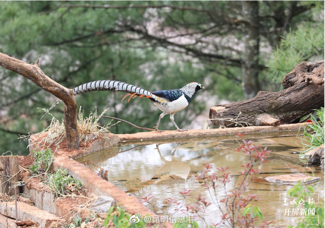 昆明信息港微博