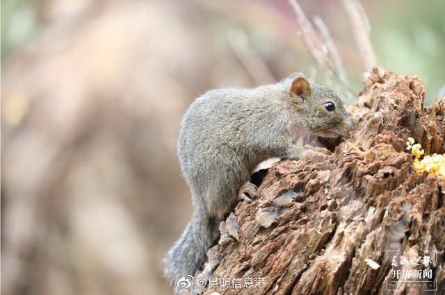 昆明信息港微博