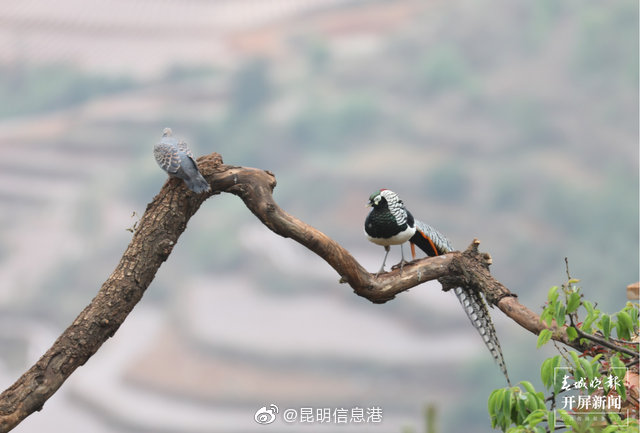 昆明信息港微博