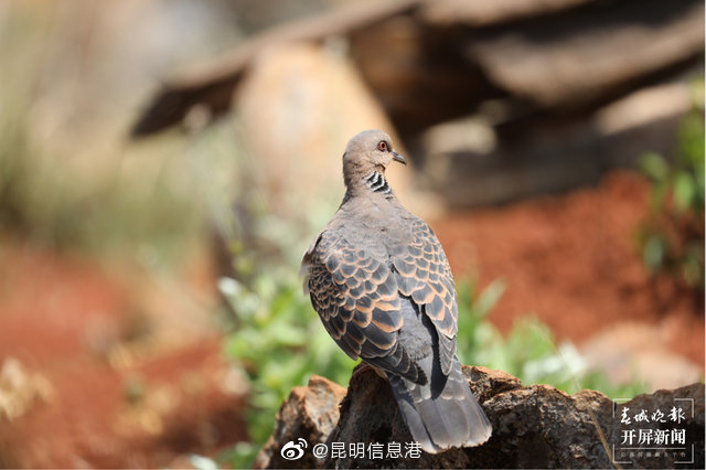昆明信息港微博