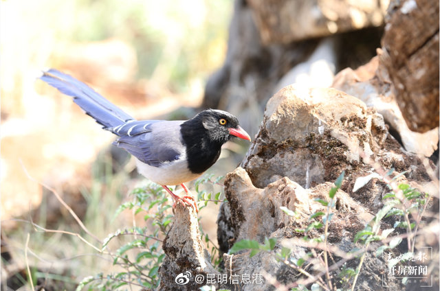 昆明信息港微博