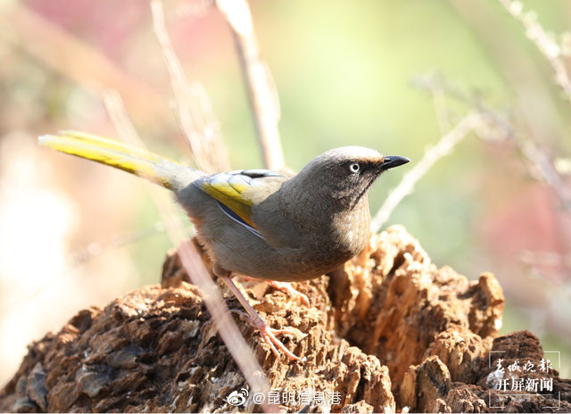 昆明信息港微博