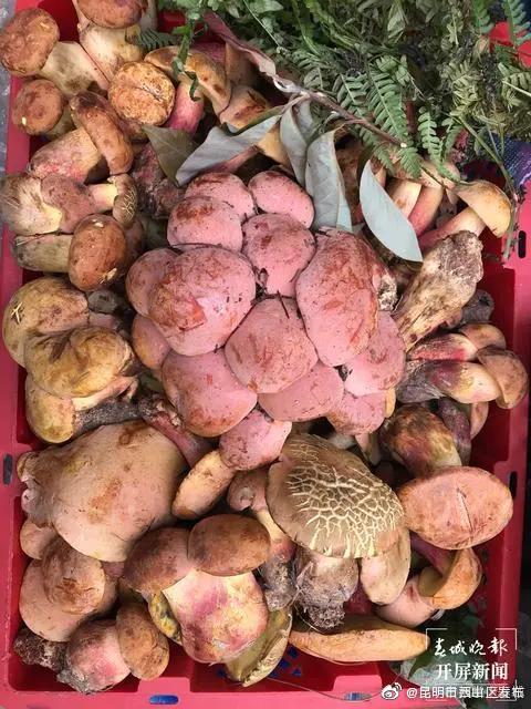 昆明野生菌价格有所回落