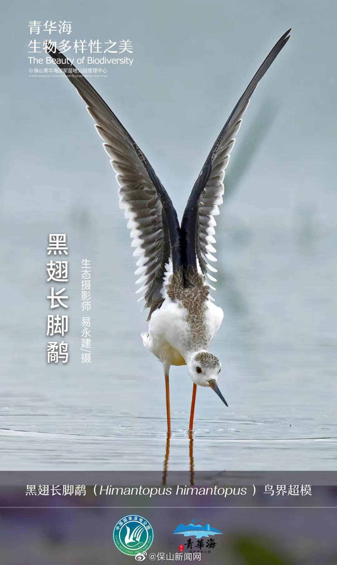 青华海生物多样性之美 | 黑翅长脚鹬：鸟界超模