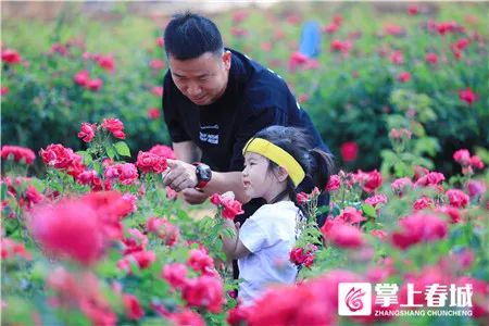掌上春城(微信)