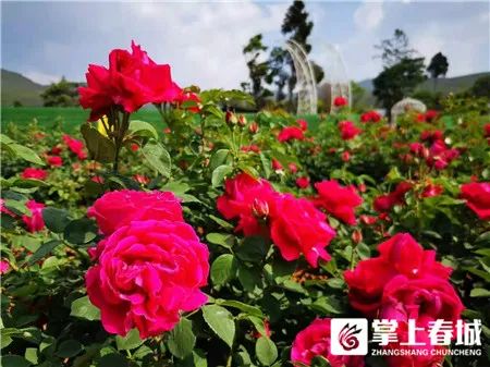 掌上春城(微信)