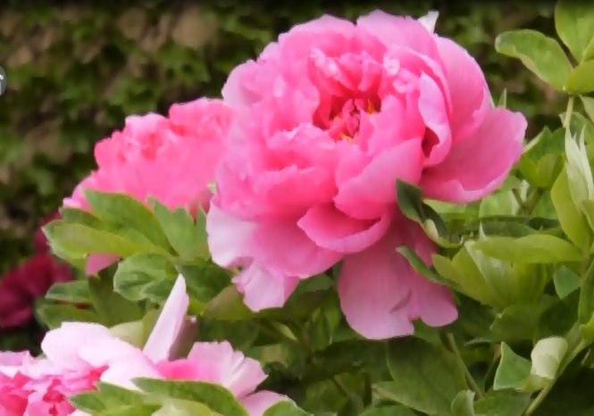 丽江新闻(微信)