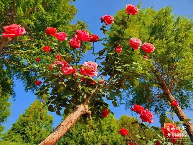 昆明滇池国家旅游度假区管理委员会(微信)