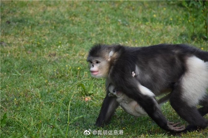 昆明信息港微博