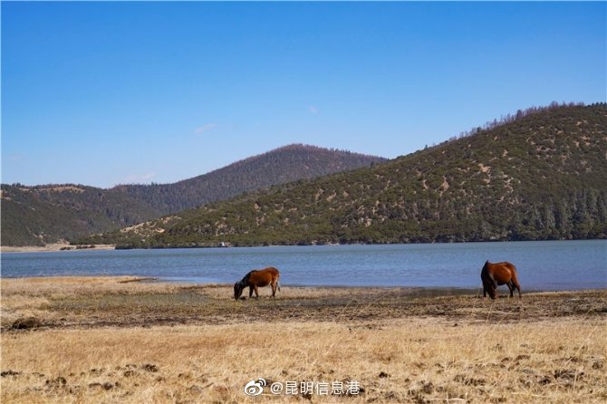 昆明信息港微博